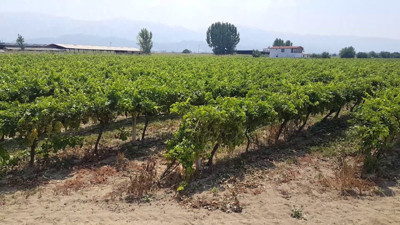 Dünyada eşi benzeri yok boyu şimdiden 25 santimetre. Geçen sene hastalık vurmuştu