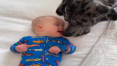 Küçük bebeğin köpeğe verdi tepki izleyenleri güldürdü