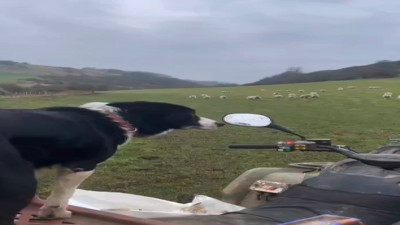 Çoban köpeği sahibinin tek bir komutuyla tüm sürüyü topladı