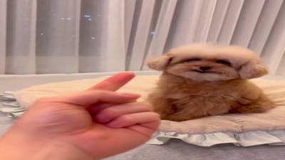 Tablette izlediği köpeği taklit eden köpek güldürdü