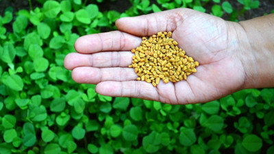 Doğanın mucizevi hediyesi çemen otu şifa saçıyor. Uzmanlar faydalarını tek tek saydı