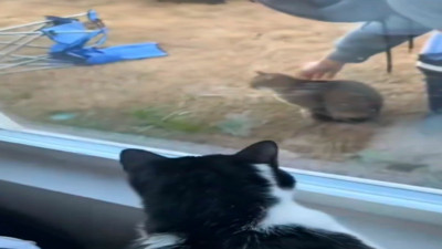 Sahibinin sokakta kedi sevdiğini gören kedilerin kıskançlığı güldürdü