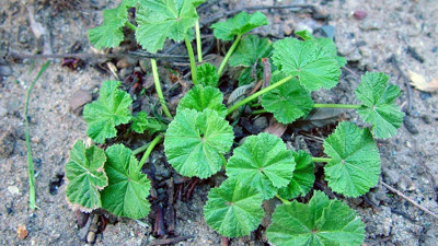 Ebegümeci kansere şifa oluyor mu? Uzmanlar ve bilimsel çalışmalar ne diyor?