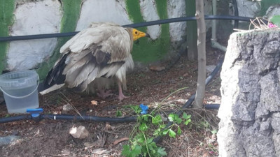 Tedavi edilen akbaba doğaya salındı