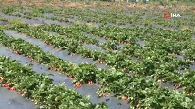 Pazardaki fiyatını görünce eşi tavsiye etti. Daha fazla kazanç için yola çıktı