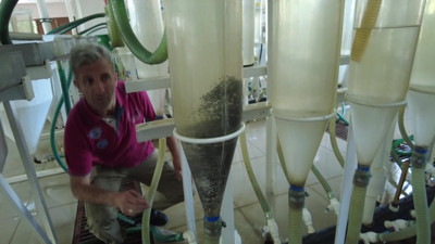 Açık yaraları iyileştiriyor cinsellik sorununu bitiriyor. Siyah incinin kilosu 80 bin TL