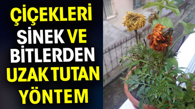 Çiçekleri sinek ve bitlerden uzak tutan yöntem