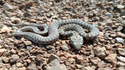 Zehirli kocabaş engerek yılanı görenleri tedirgin etti