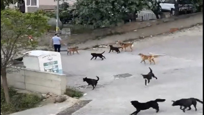 Gemlik'te sokak köpeği çetesi görenleri tedirgin etti