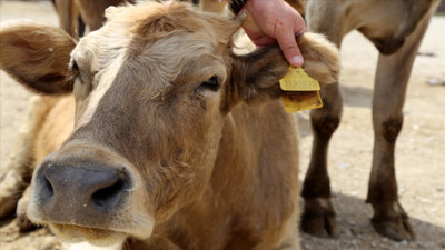 Kurban Bayramı öncesi kurbanlıklarda yaş ve küpe uyarısı