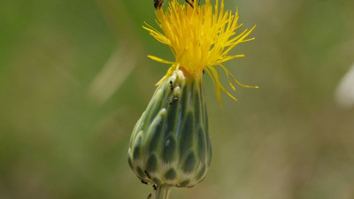 Bu çiçeğe dokunmak için özel izin gerekiyor: Tülüşah
