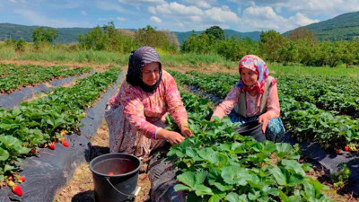Denizli’de hasat başladı. Tarlada 20 tezgahta 100 lira