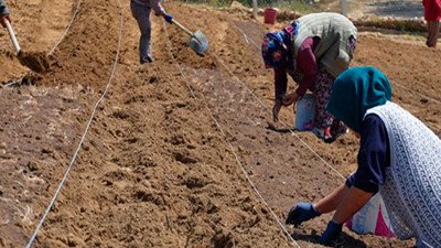 Türkiye'nin yeni gözdesi oldu. Fiyatı altınla yarışıyor