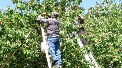 Yurt dışına tonlarca ithal ediliyor. İç pazarda kilosu 70 lira