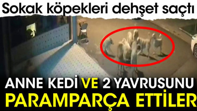 Sokak köpekleri anne kedi ve 2 yavrusunu paramparça etti