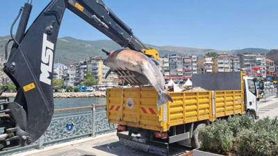 Sahile 3 metrelik ölü yunus vurdu