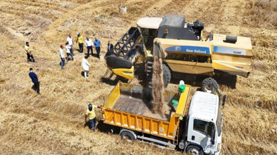 Yerli tohum hasat edildi dar gelirlilere un olarak verilecek