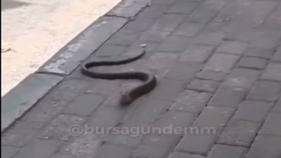 Metro istasyonunda yolculara eşlik eden oluklu kertenkele!