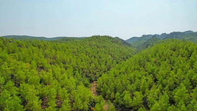 O ilin ormanlarında piknik yasaklandı