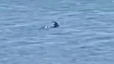 İlk kez yüzerken görüldü. Kimse inanamadı