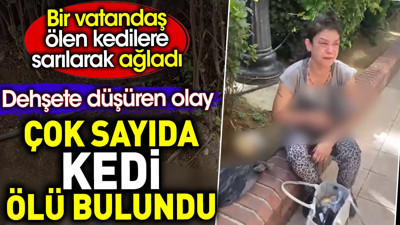 Çok sayıda kedi ölü bulundu. Bir vatandaş ölen kedilere sarılarak ağladı