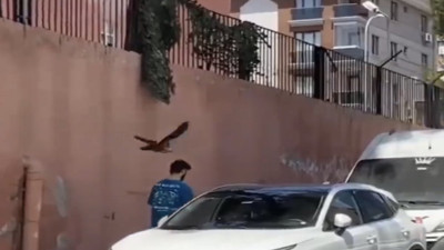 Gelene geçene saldıran karga görenleri güldürdü