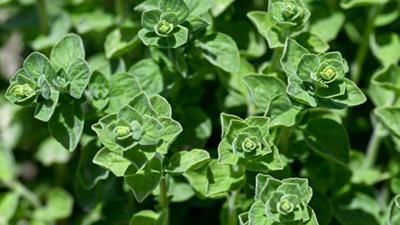 Peynire lezzet katıyordu. Koruma altına alındı