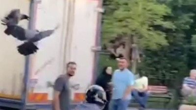 İstanbul'da karga saldırısı