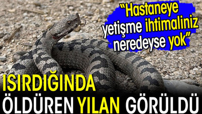 Isırdığında öldüren yılan görüldü! 'Hastaneye yetişme şansınız neredeyse yok'