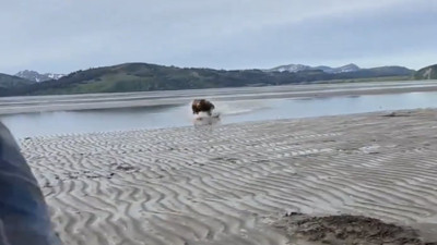 Ayıyla karşılaştığınızda ne yapmalısınız?