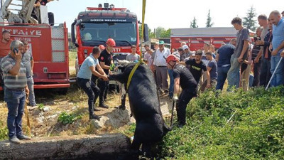 Kurbanlık rögar çukuruna düştü