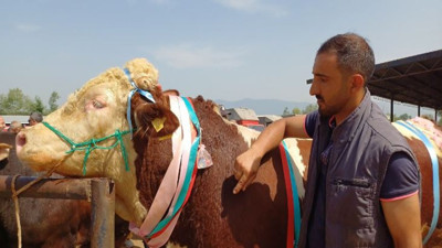 Jübilesini boynuna 7 altın taktığı boğayı satışa çıkararak yaptı