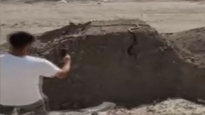 Şehirlerimizi yılanlar bastı. Babam yılanla araba kullanıyor