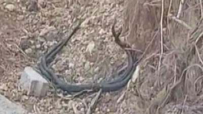 Kara yılanlar evin bahçesine girdi olanlar oldu