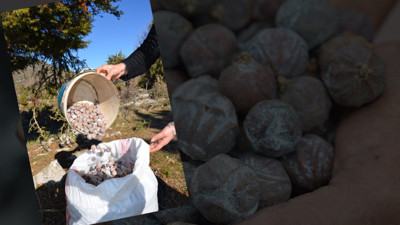 Basura birebir şifa! Kilosu 200 lira