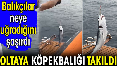Oltaya köpekbalığı takıldı balıkçılar neye uğradığını şaşırdı