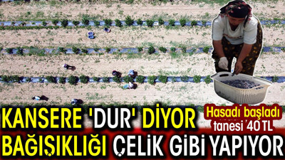 Hasadı başladı tanesi 40 TL. Kansere 'dur' diyor bağışıklığı çelik gibi yapıyor