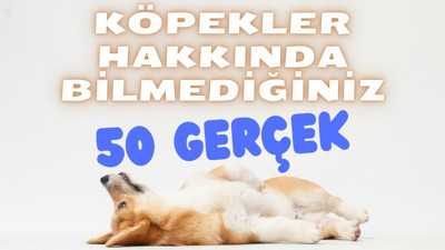 Köpekler hakkında bilmediğiniz 50 gerçek