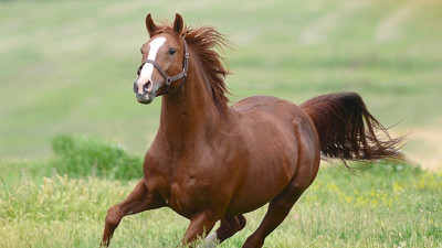 Milyonluk taylar görücüye çıkıyor!