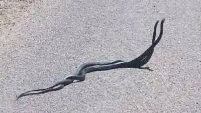 2 yılan caddeye indi