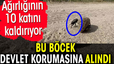 Bu böcek devlet korumasına alındı. Ağırlığının 10 katını kaldırıyor