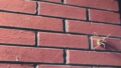 'Sarıkız Örümceği' alarmı! Sadece geceleri hareket ediyor