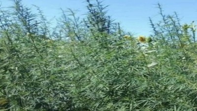 Kırklareli’nde 1 milyon kök Hint keneviri ele geçirildi