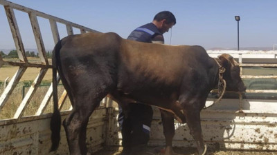 Son yılan bükücü lakaplı vatandaştan dana yakalama operasyonu