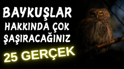 Baykuşlar hakkında çok şaşıracağınız 25 gerçek