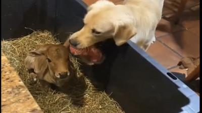 Köpeğin oyuncağını minik buzağı ile paylaşması görenleri gülümsetti