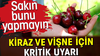 Kiraz ve vişne için kritik uyarı. Sakın bunu yapmayın