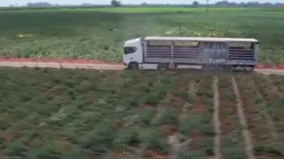 Tarlada 5 markette 25 TL kabızlığı anında bitiriyor. Hasadı erken başladı