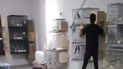 Mağazanın deposunu papağan üretme merkezine çevirdiler