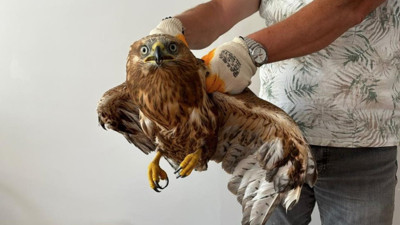 Yaralı şahin tedavi altına alındı (26 Haziran 2024)